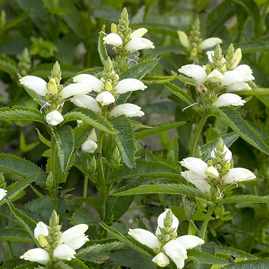 White Turtlehead