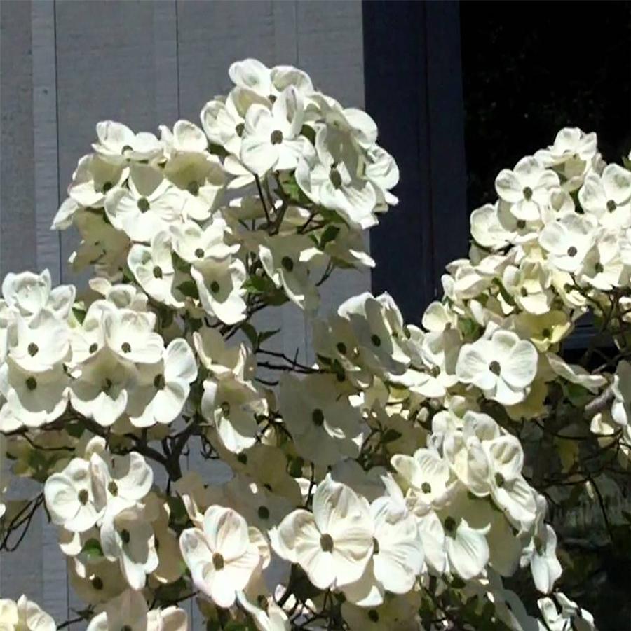 White Wonder Pacific Dogwood