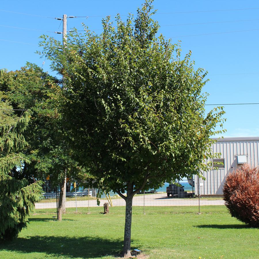 American Hop Hornbeam