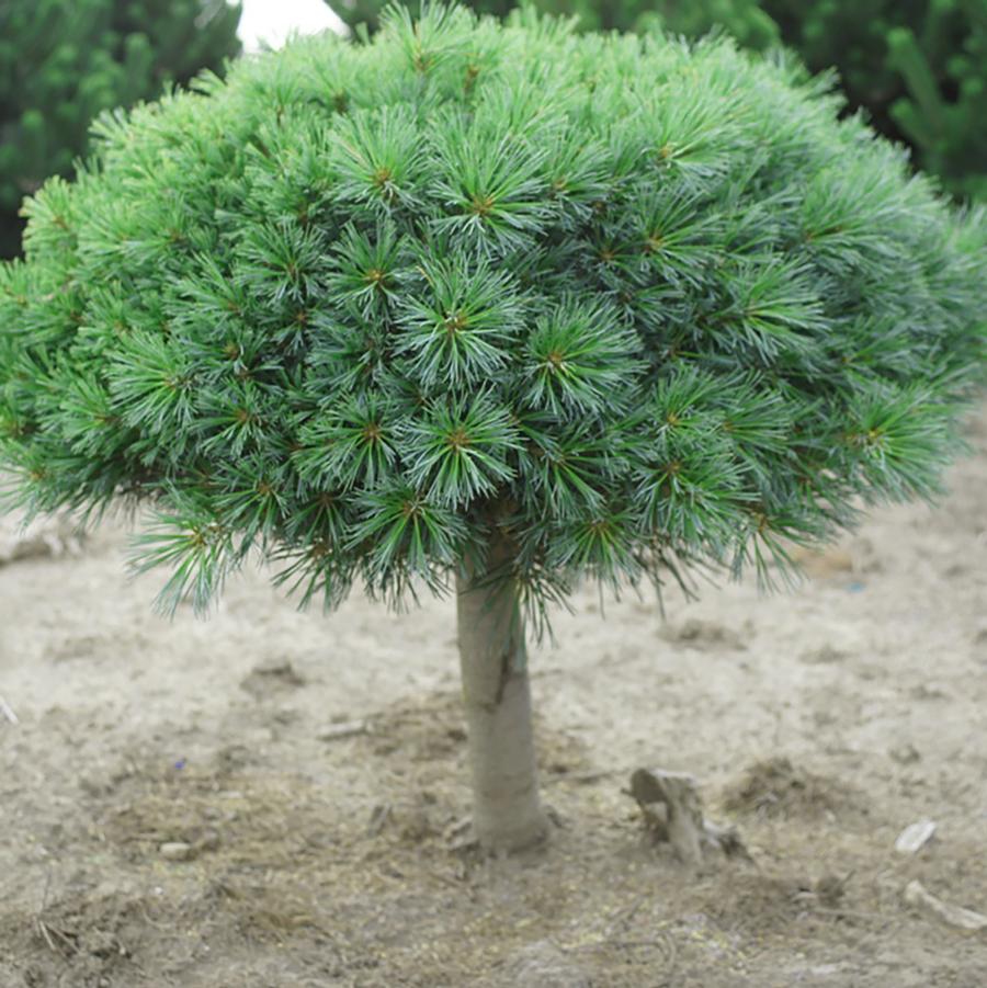 Blue Shag Eastern White Pine - Standard