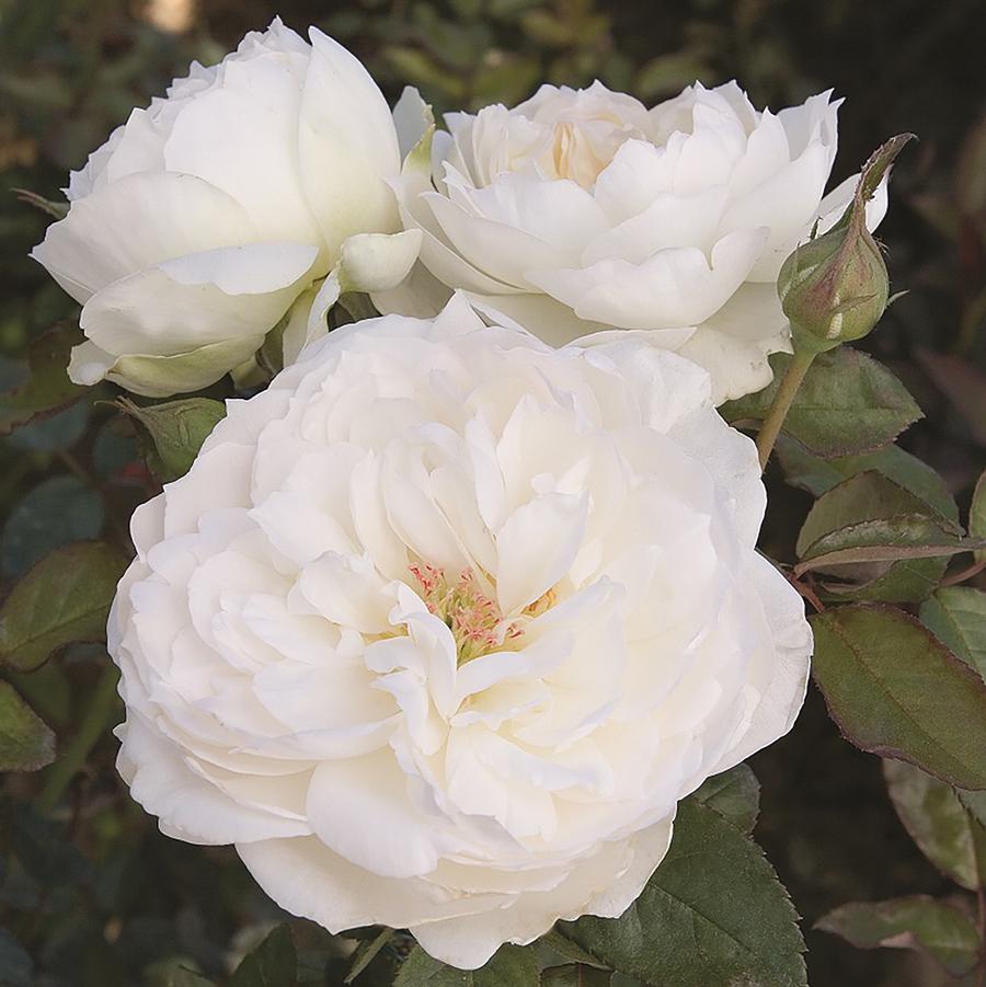 Bolero Floribunda Rose