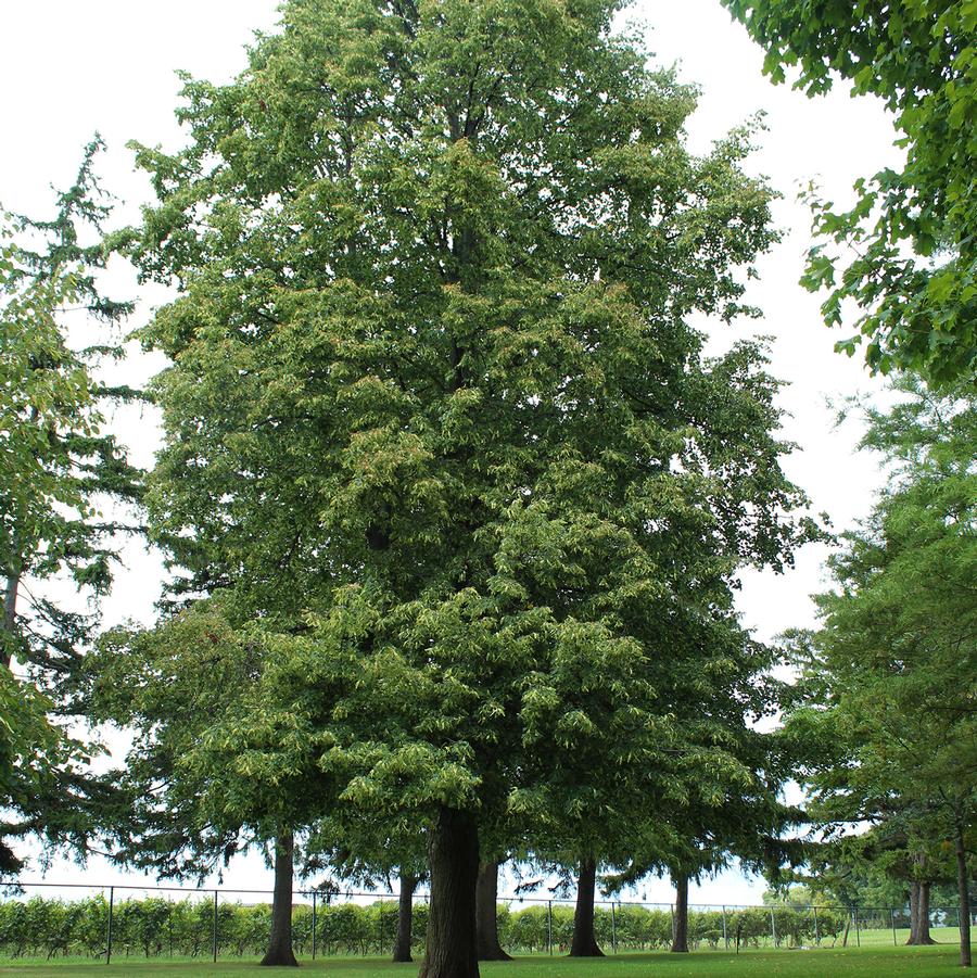 Boulevard American Linden