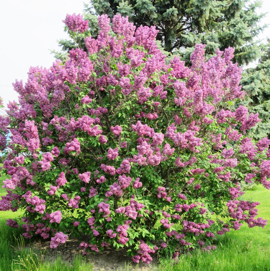 Burgundy Queen Lilac