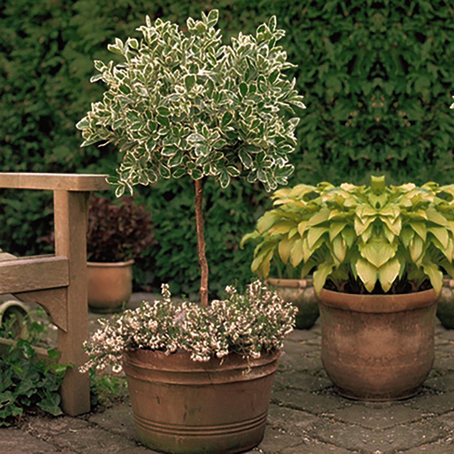 Emerald Gaiety Euonymus