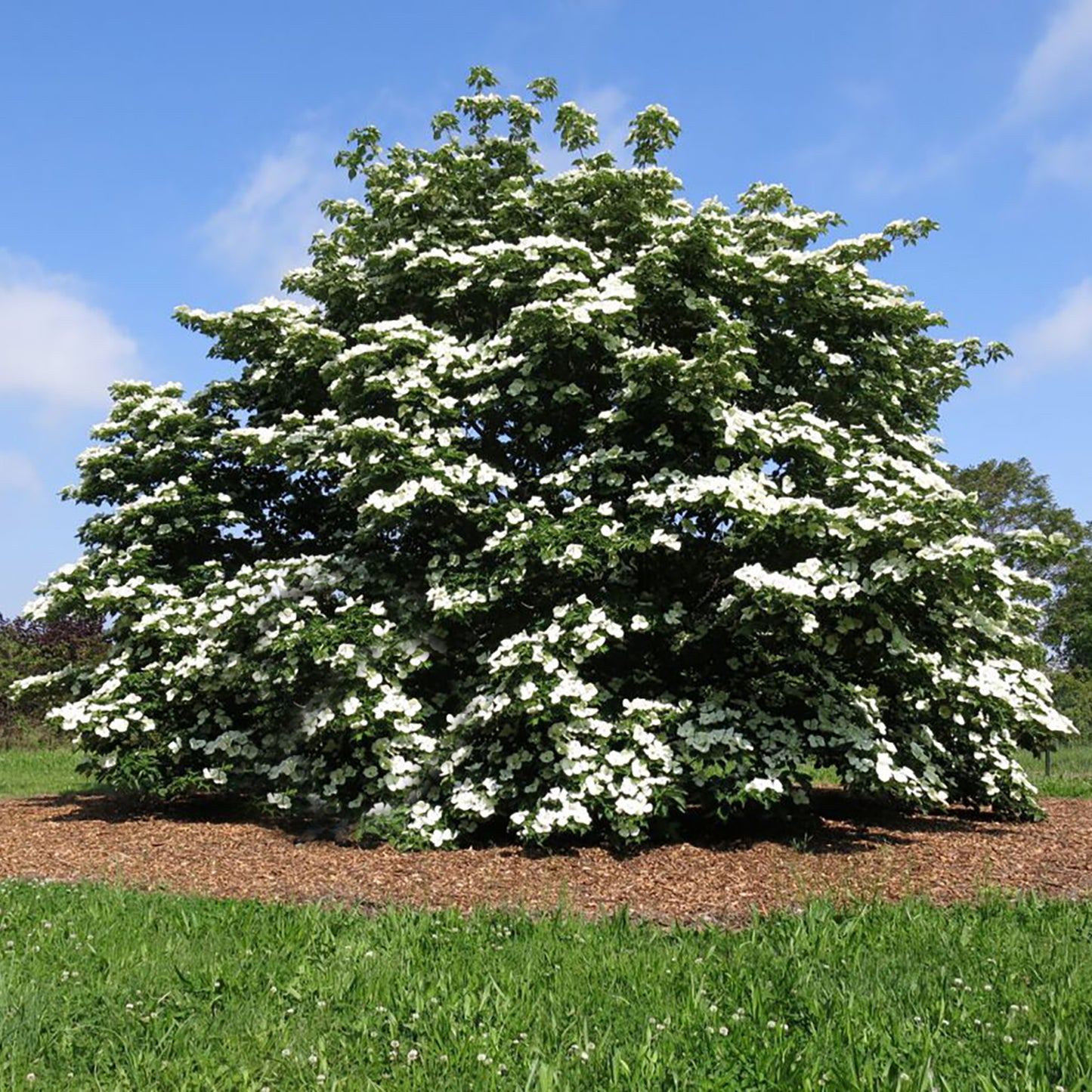 Venus Dogwood