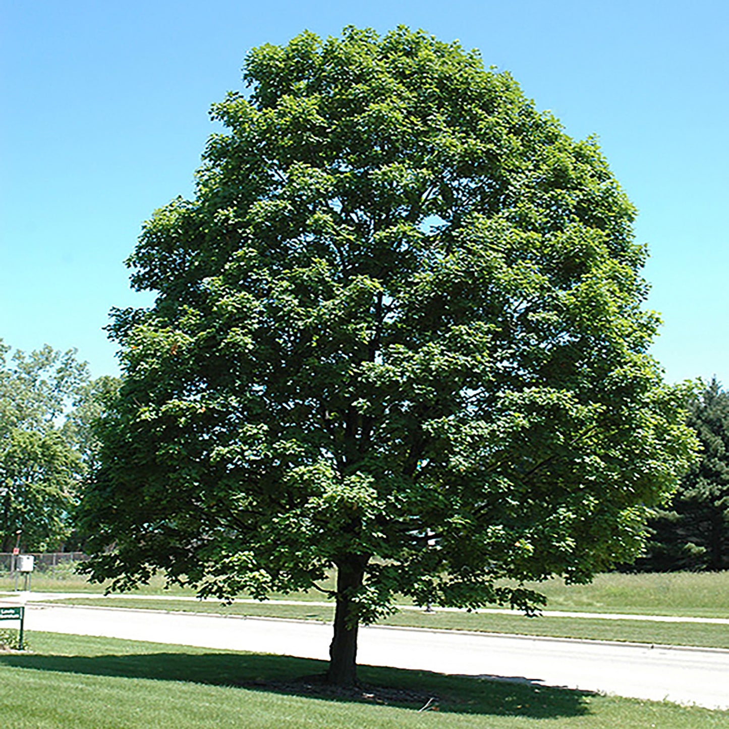 Green Mountain® Sugar Maple