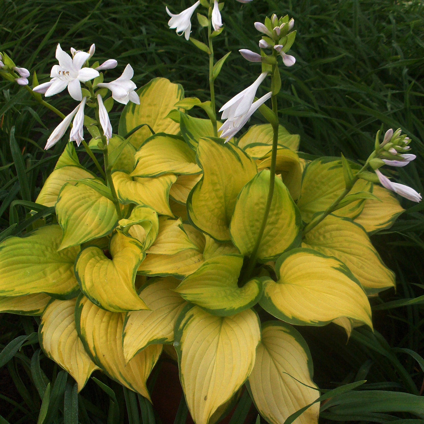 Stained Glass Plantain Lily