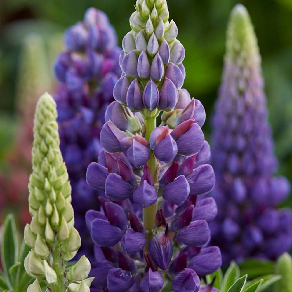 Gallery Blue Lupine