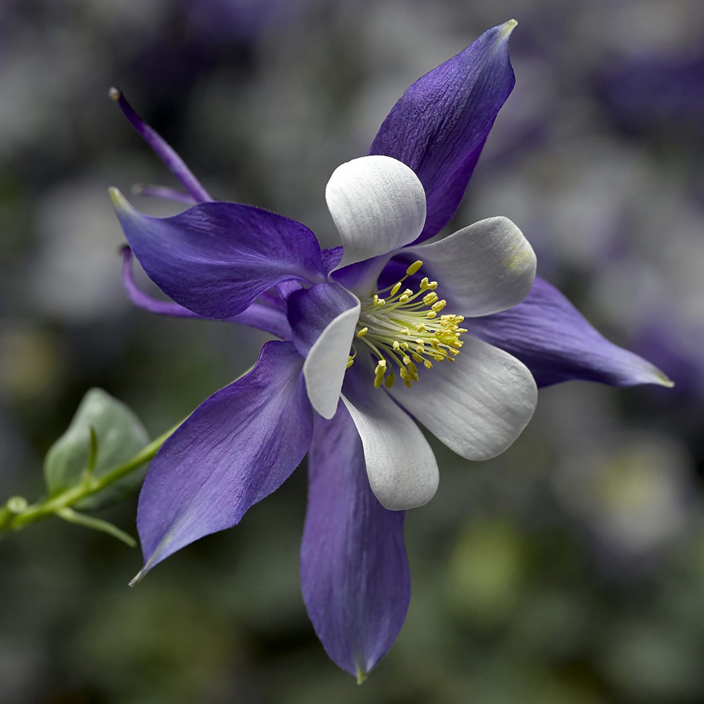 Deep Blue and White Columbine