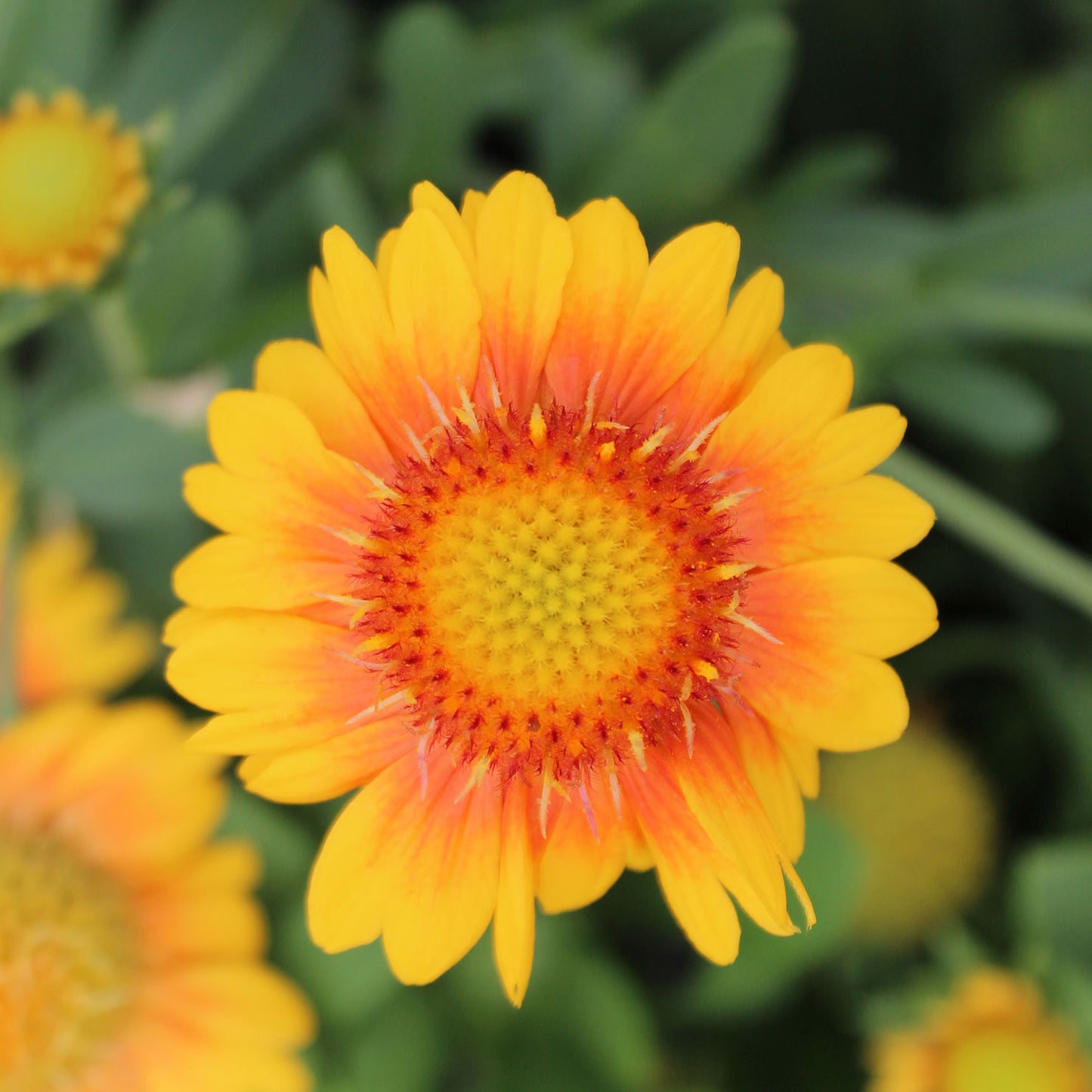 Mesa Peach Blanket Flower