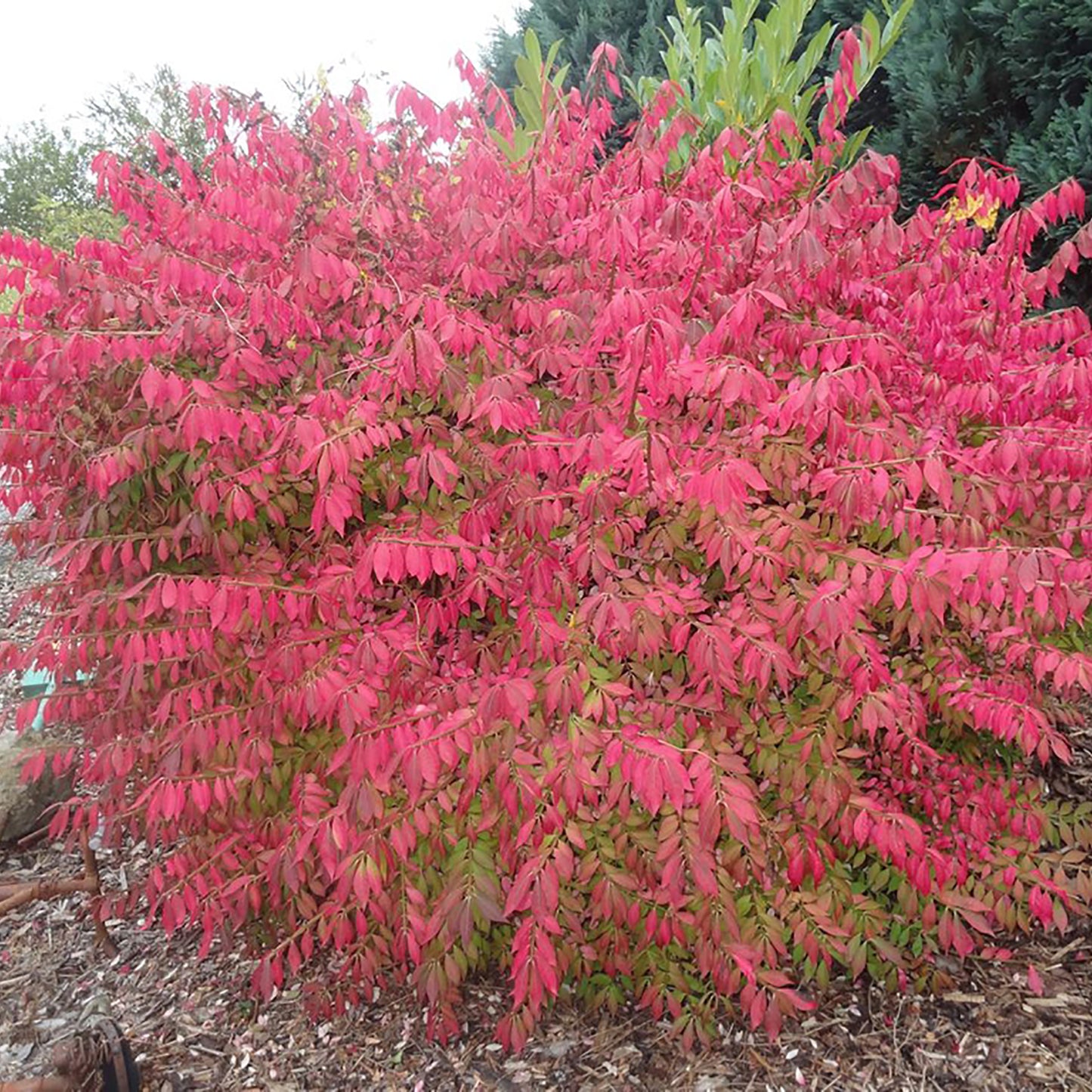 Little Moses Burning Bush