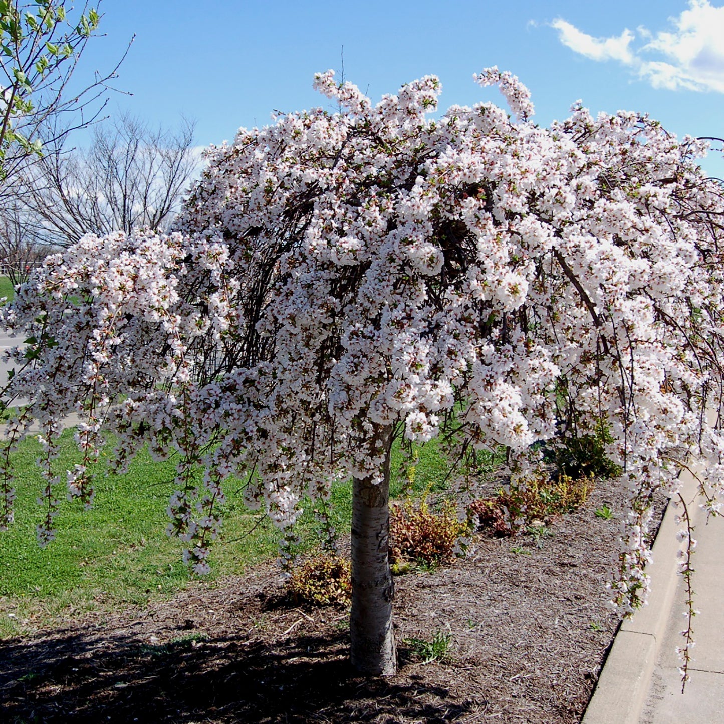 Snow Fountains® Weeping Cherry