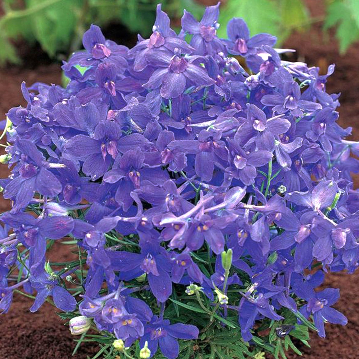Summer Nights Larkspur