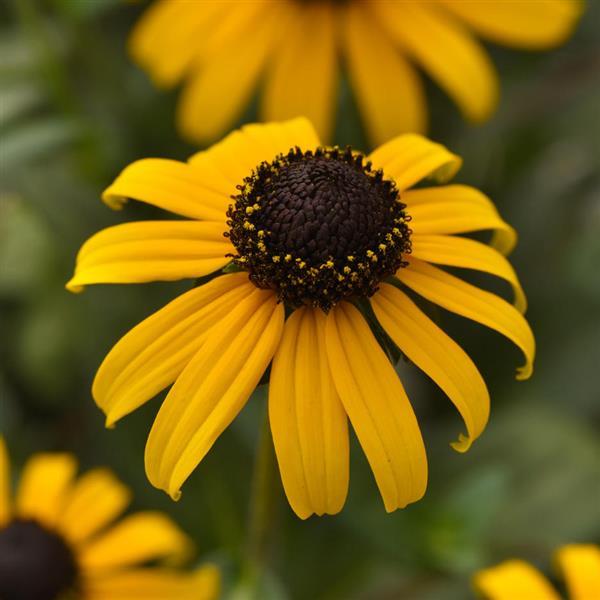 Goldblitz Black-Eyed Susan