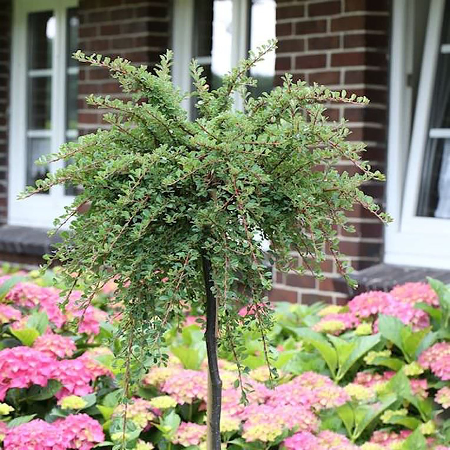 Coral Beauty Cotoneaster
