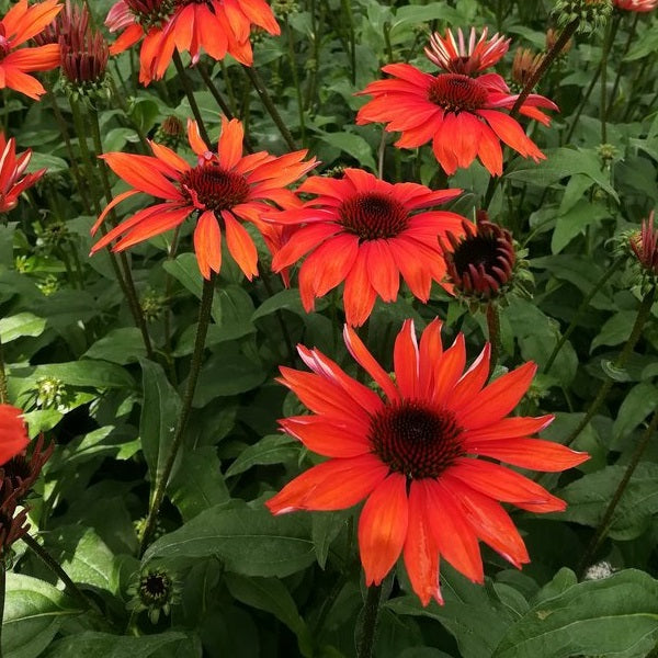Panama™ Red Coneflower