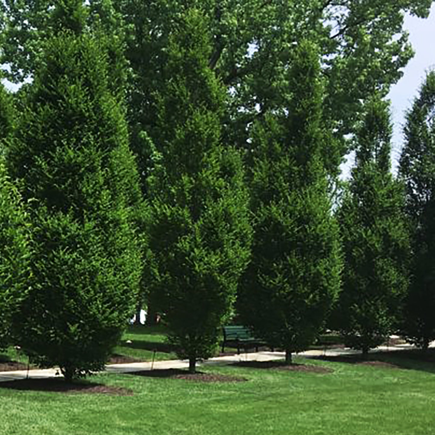 Pyramidal European Hornbeam