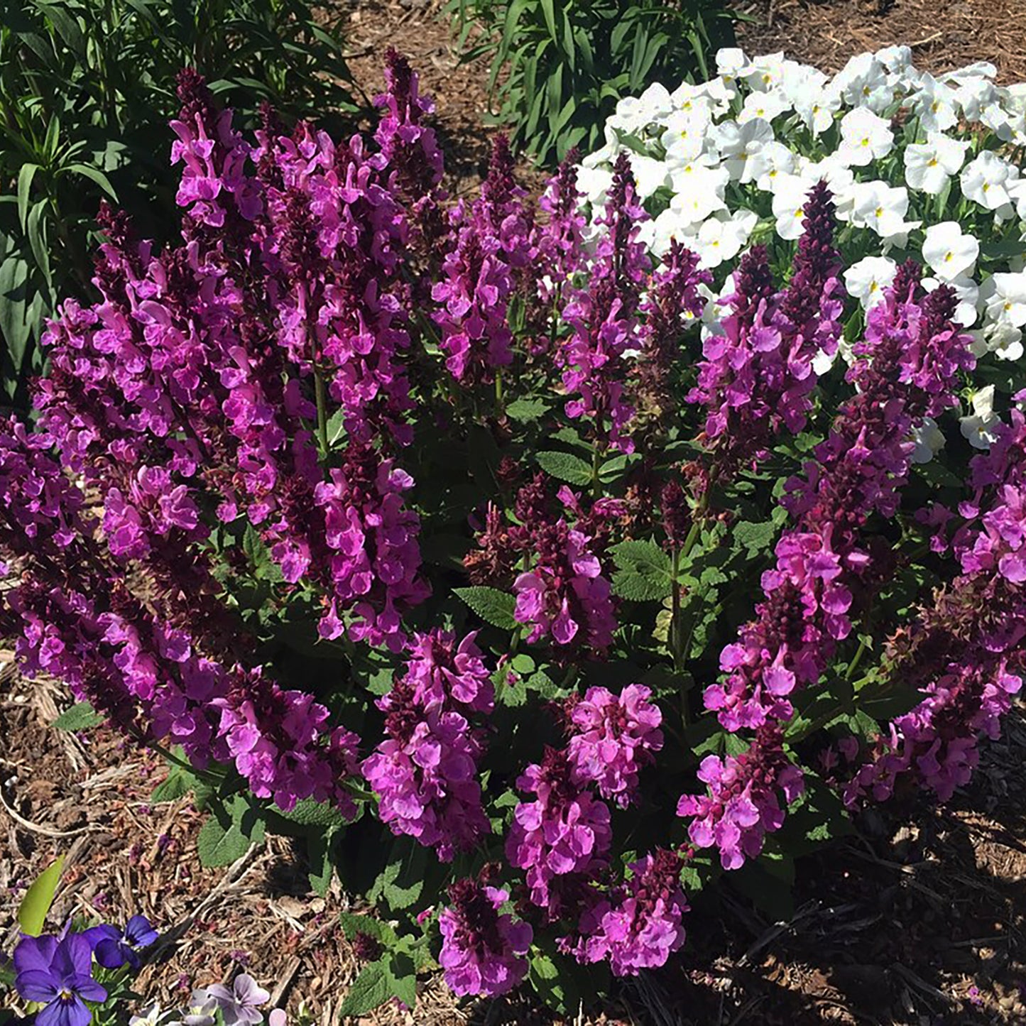 Rose Marvel Meadow Sage