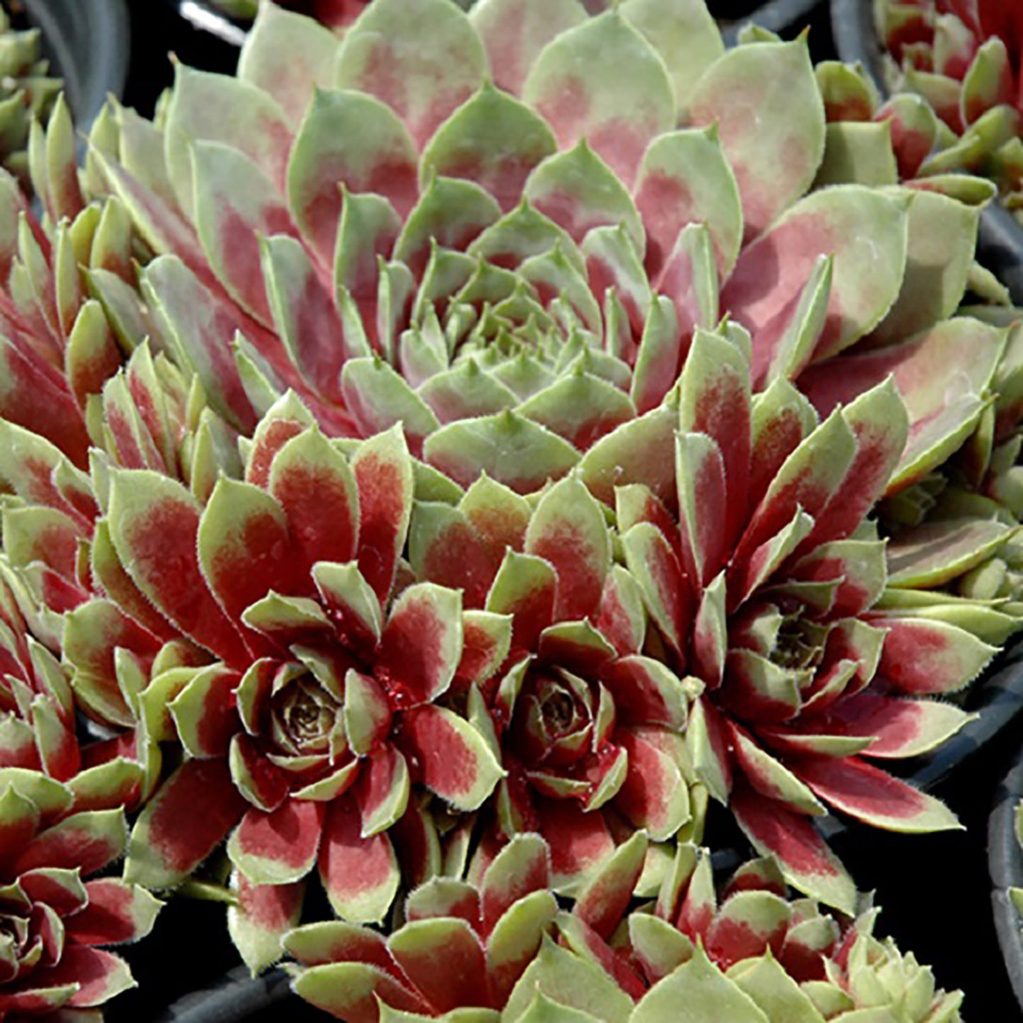 Commander Hay Hens and Chicks