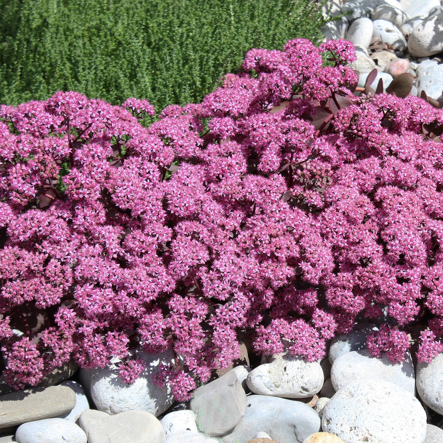 Cherry Tart Stonecrop