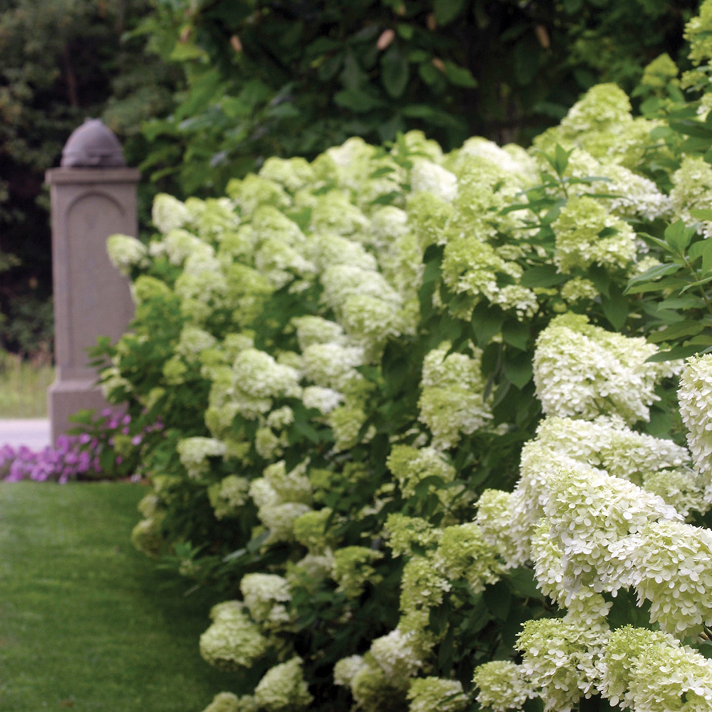 Limelight Hydrangea