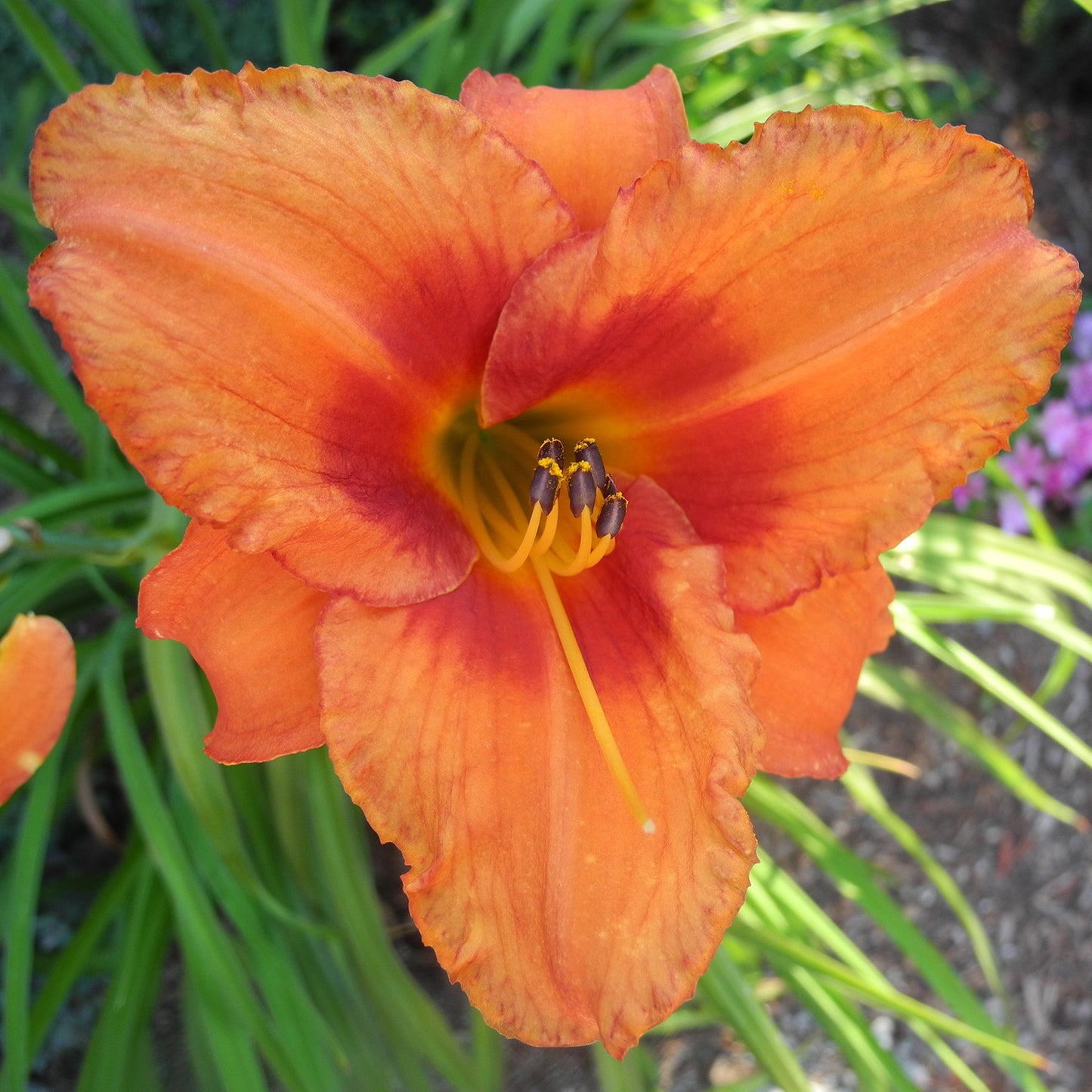 Orange Crush Daylily