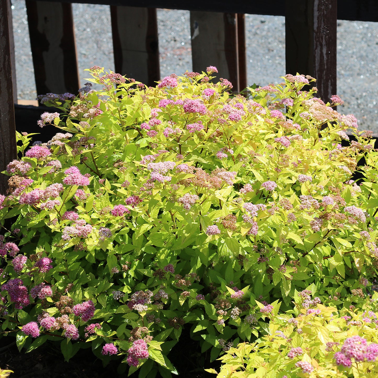 Gold Flame Spirea