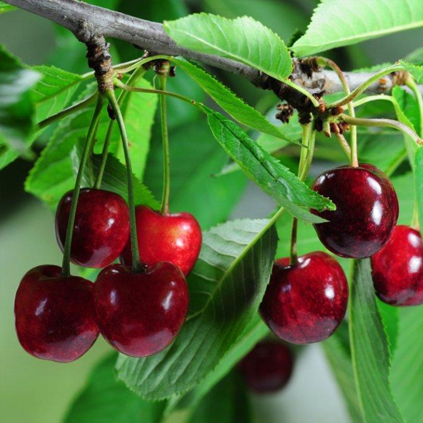 Montmorency Cherry Tree