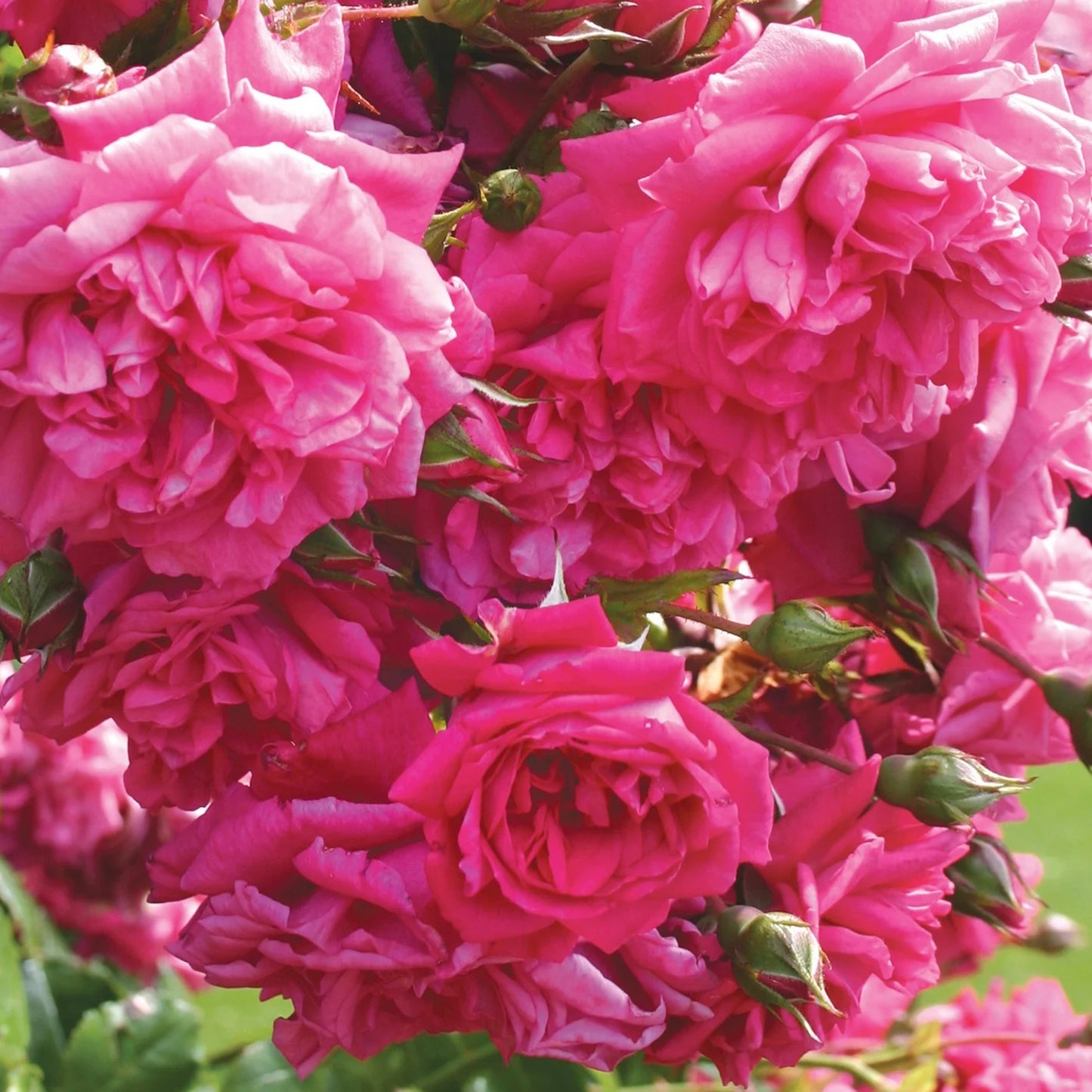 Laguna™ Climbing Rose