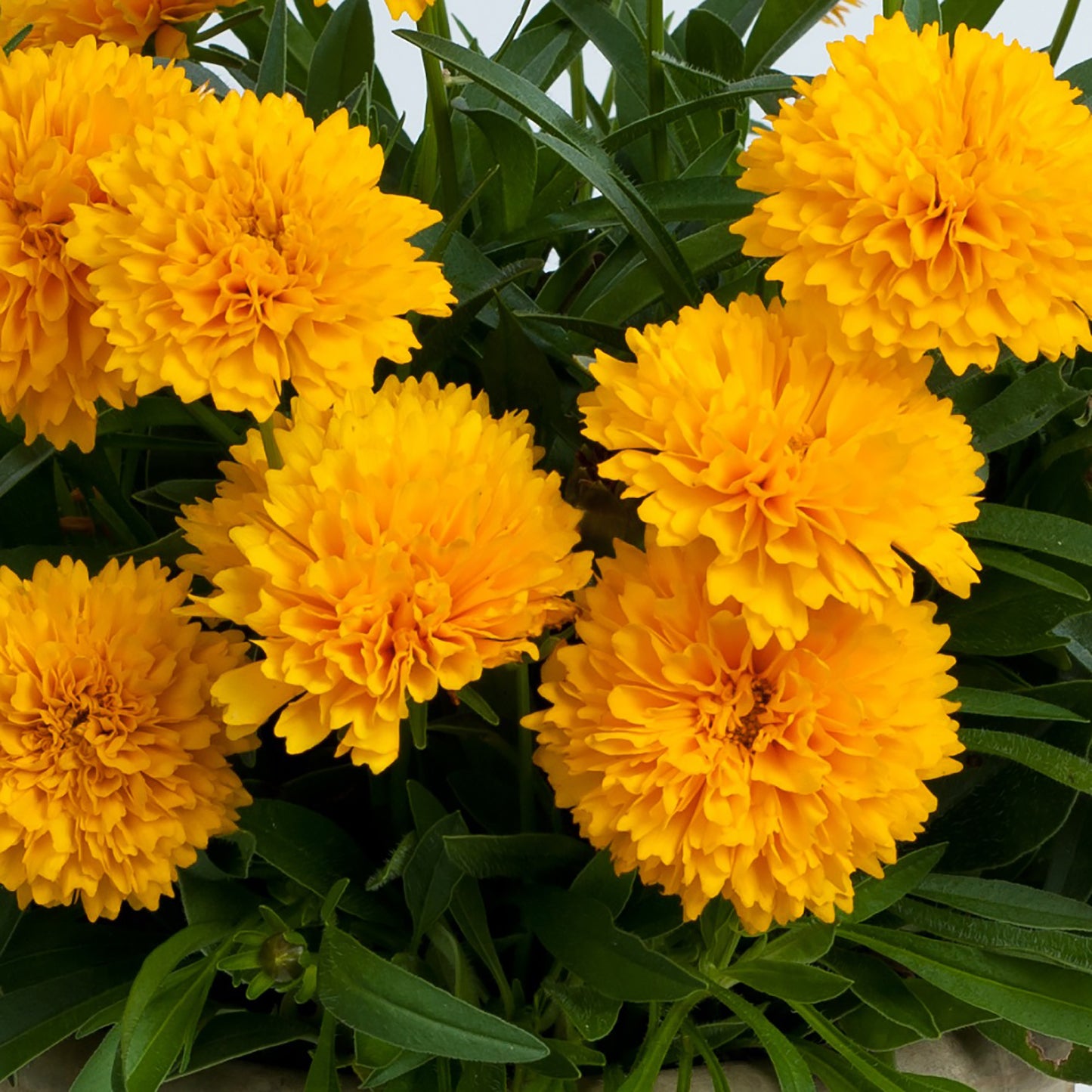 Golden Sphere Tickseed