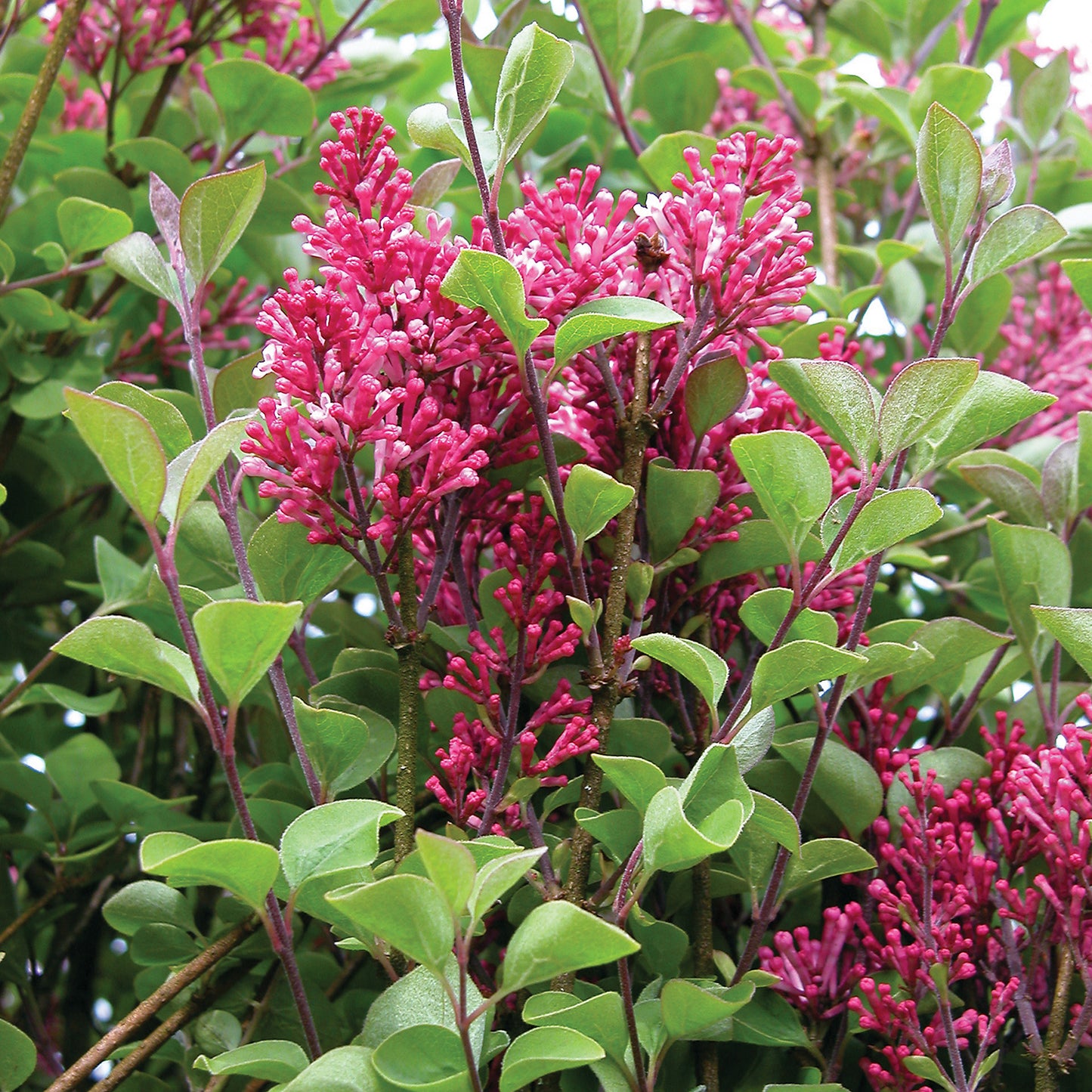 Tinkerbelle® Lilac