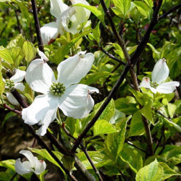 Rainbow Flowering Dogwood