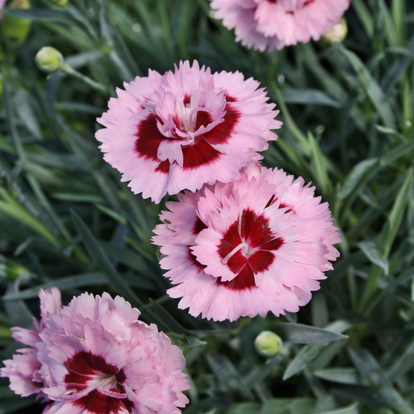 Raspberry Surprise Pinks