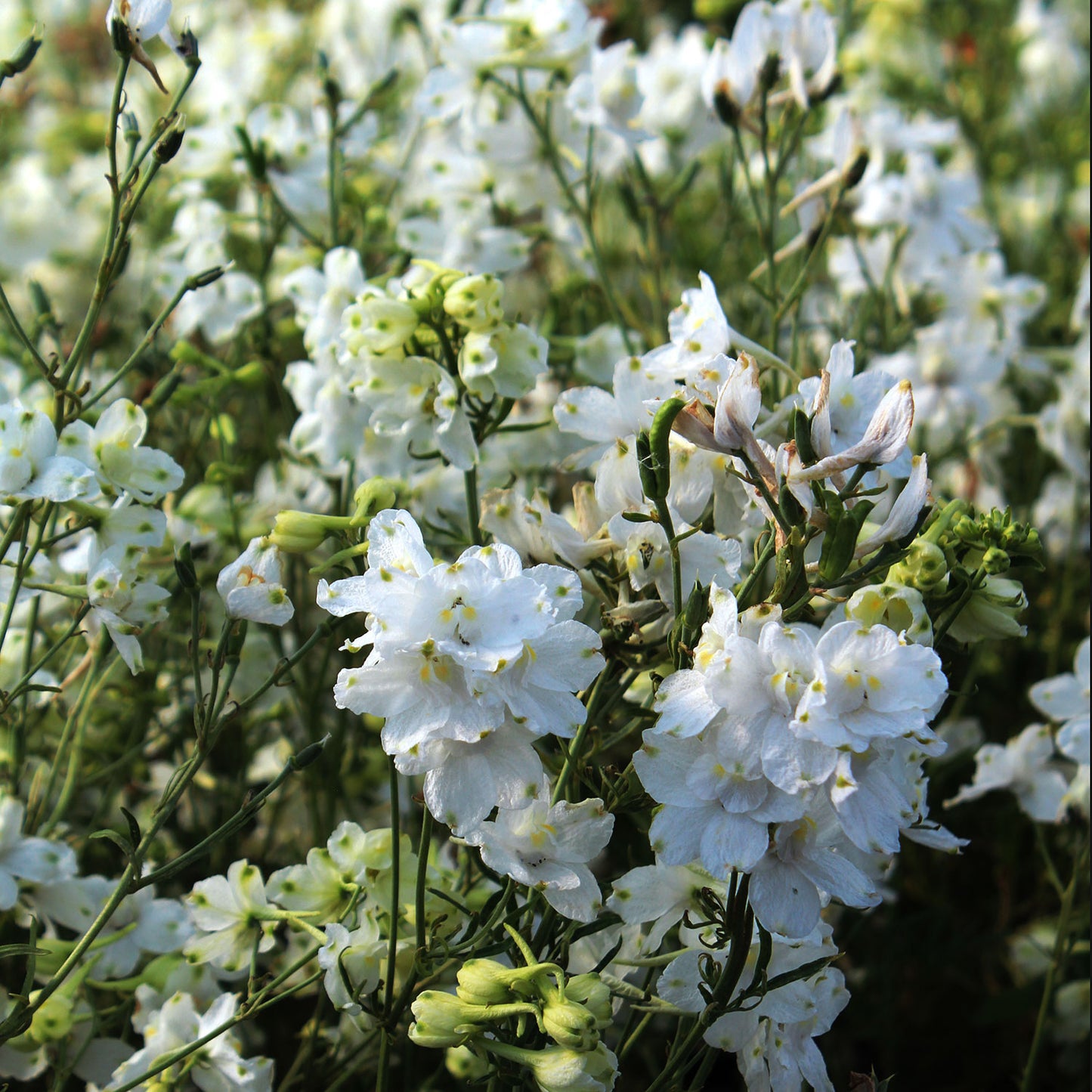 Summer Stars Larkspur