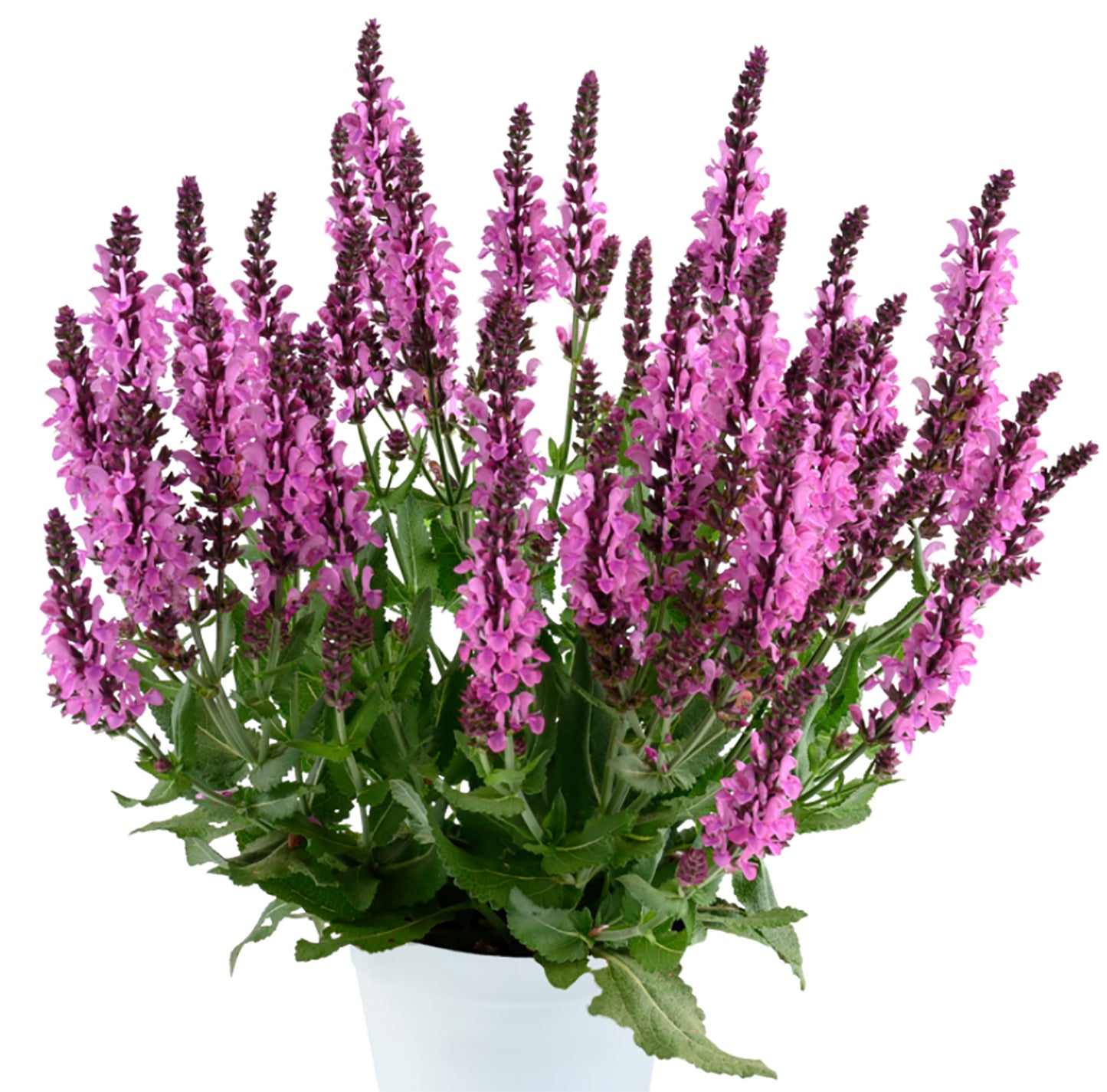 Pink Nebula™ Meadow Sage