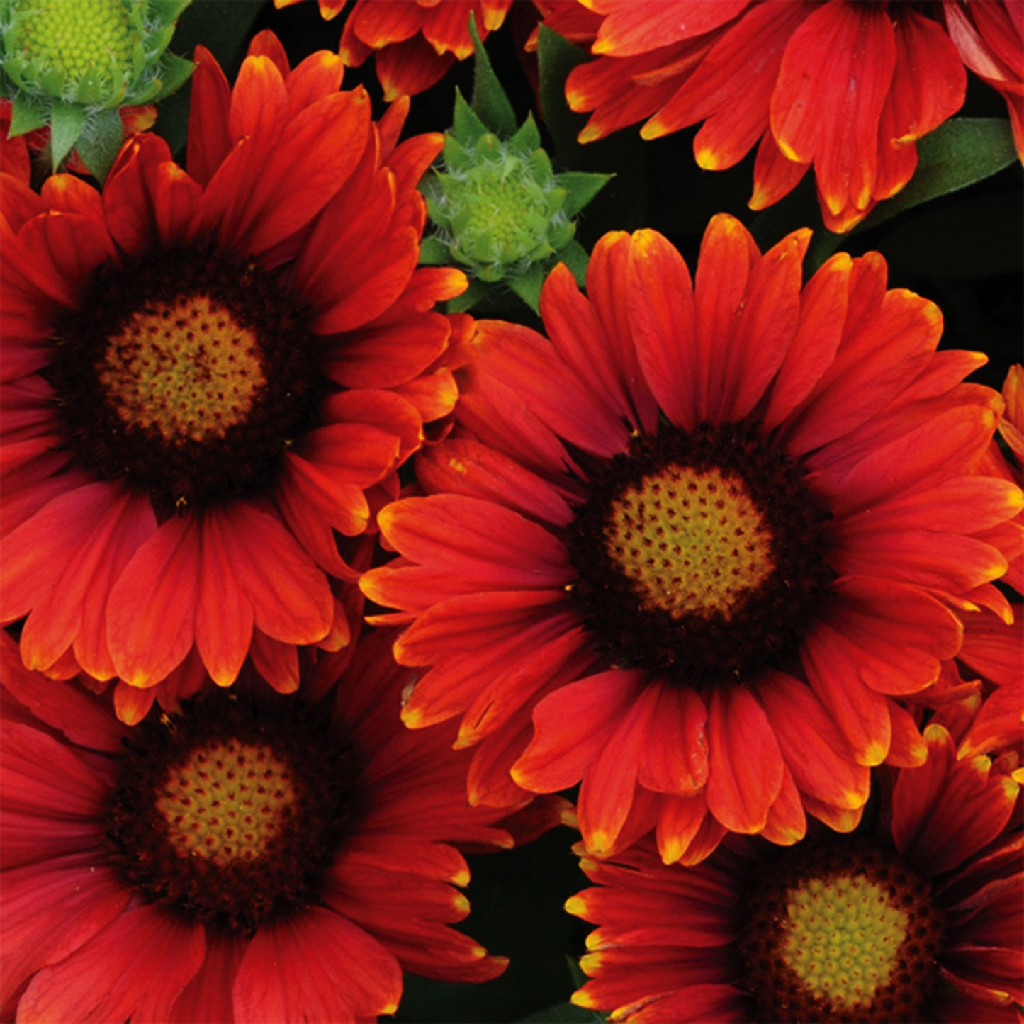 Arizona Red Shades Blanket Flower