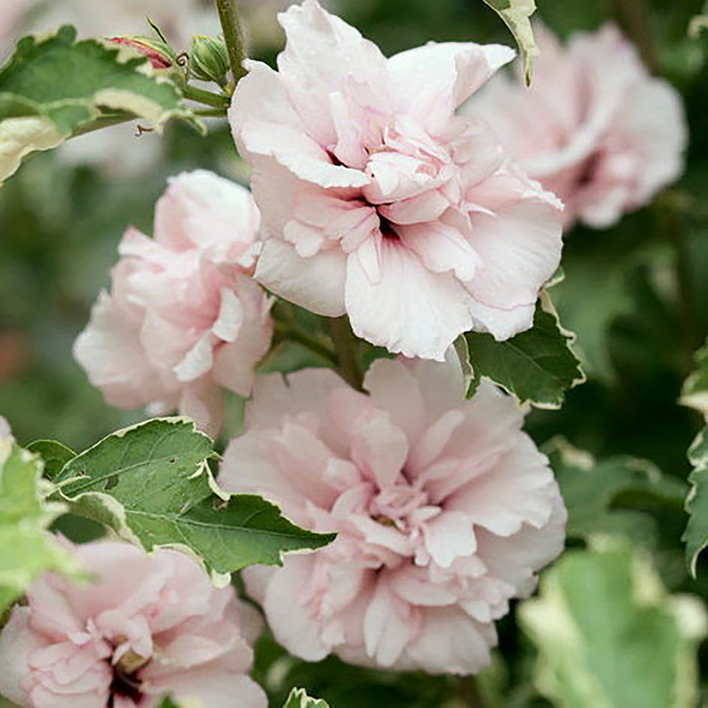 Sugar Tip® Rose of Sharon