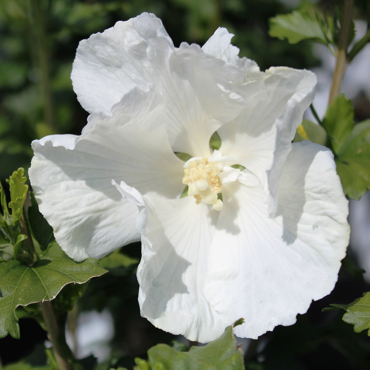 Diana Rose of Sharon/Althea