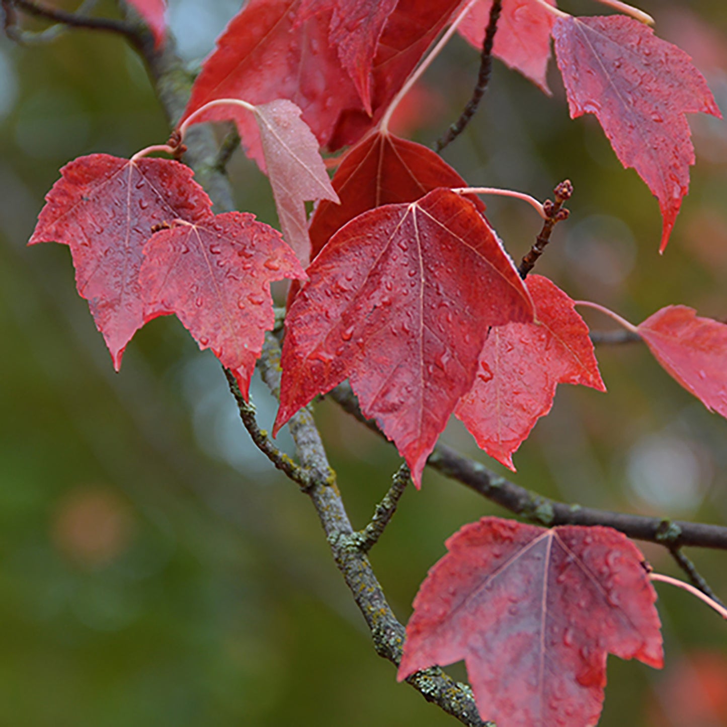 Red Sunset® Maple