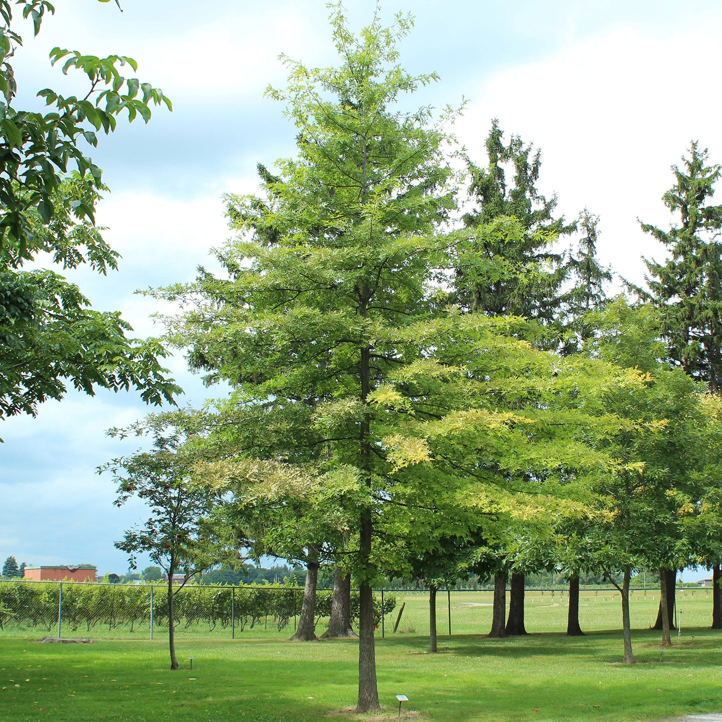 Pin Oak