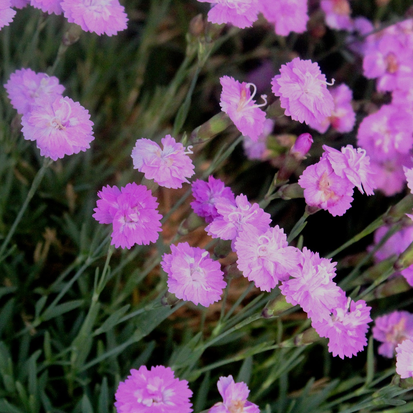 Tiny Rubies Pinks
