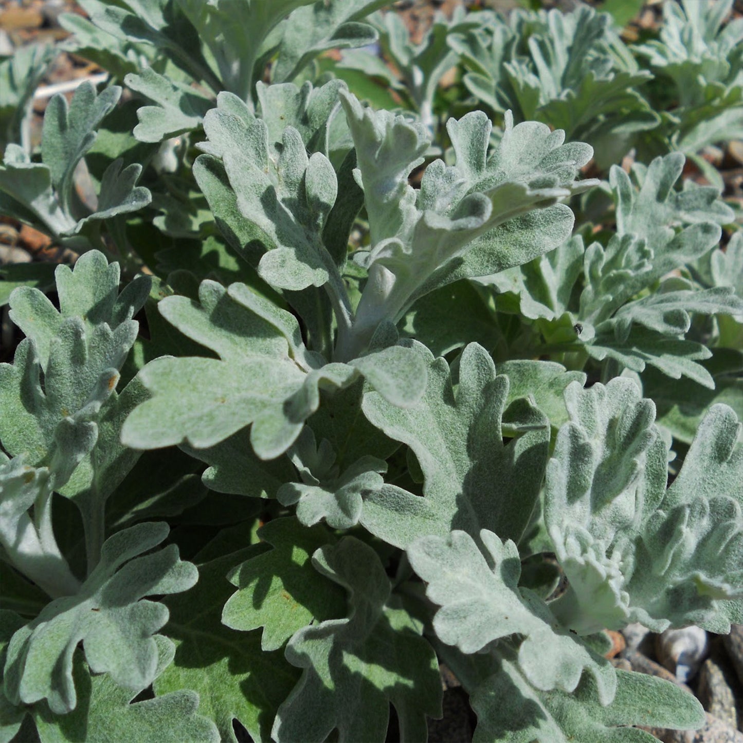 Dusty Miller Artemesia