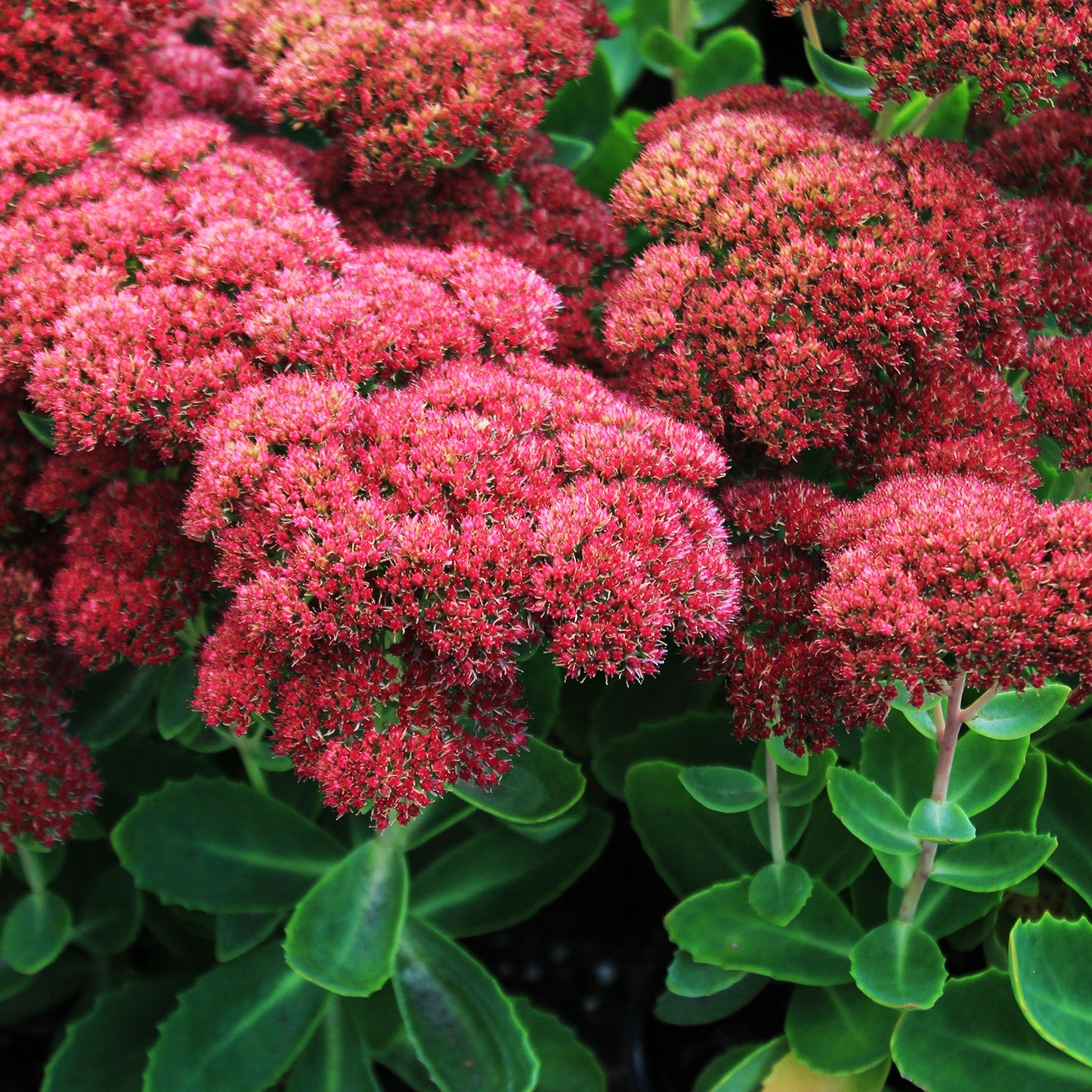 Autumn Fire Stonecrop