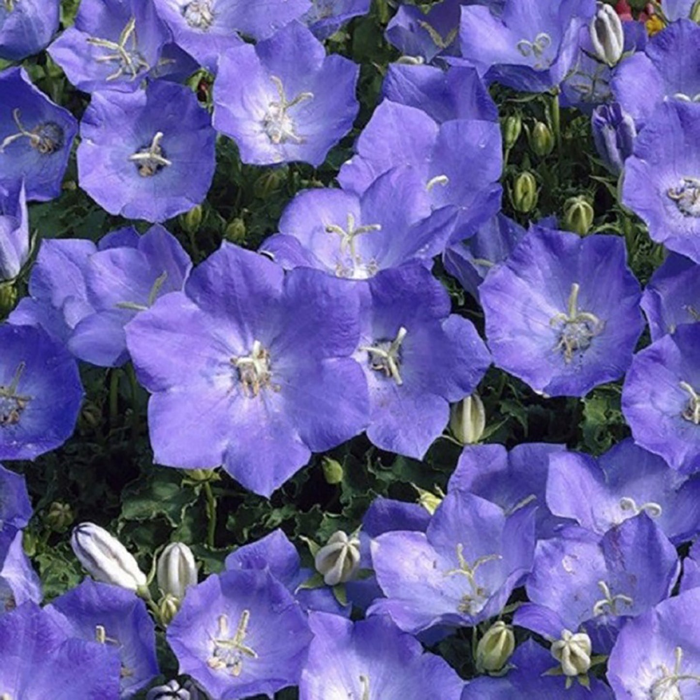 Rapido Blue Bellflower