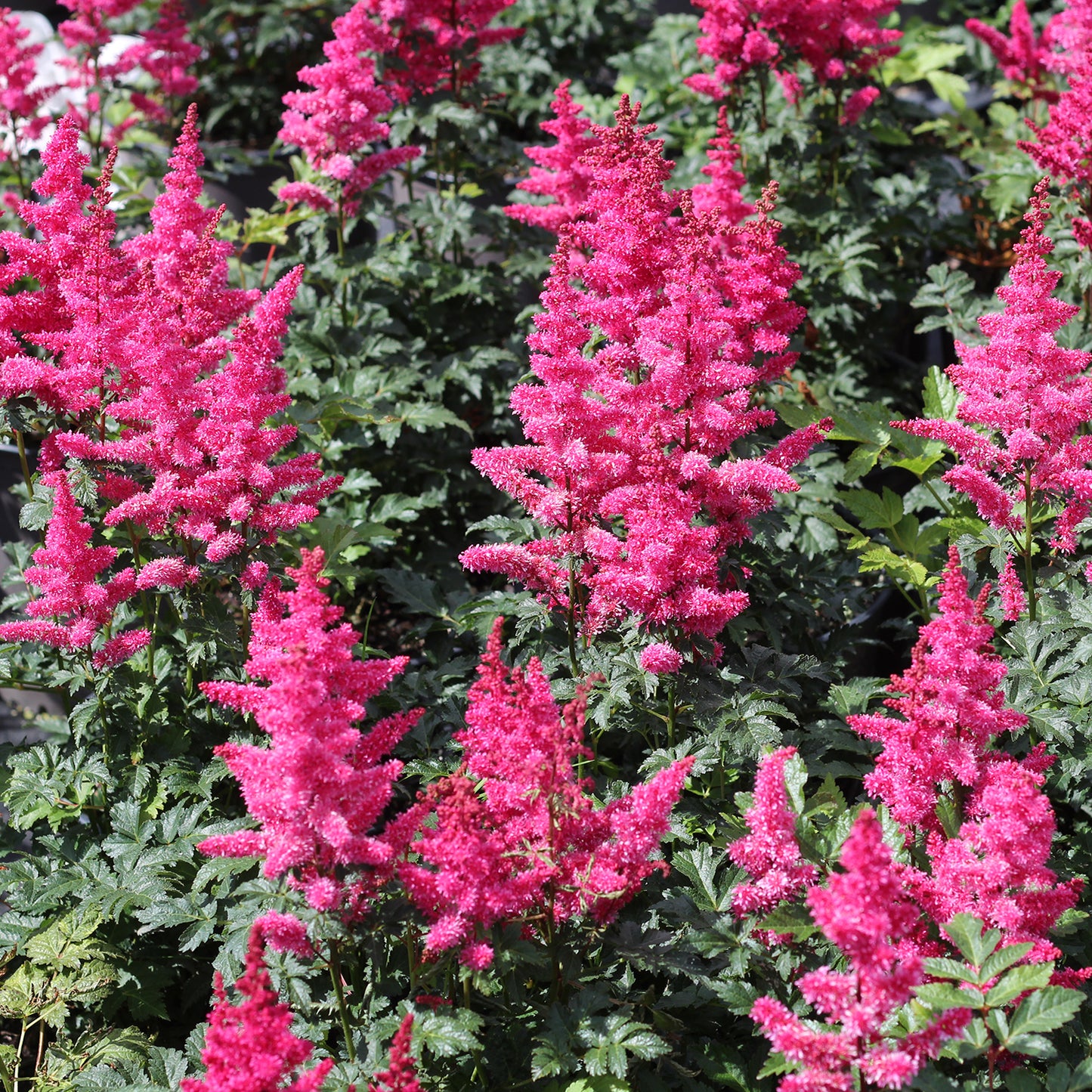 Younique Carmine False Spirea
