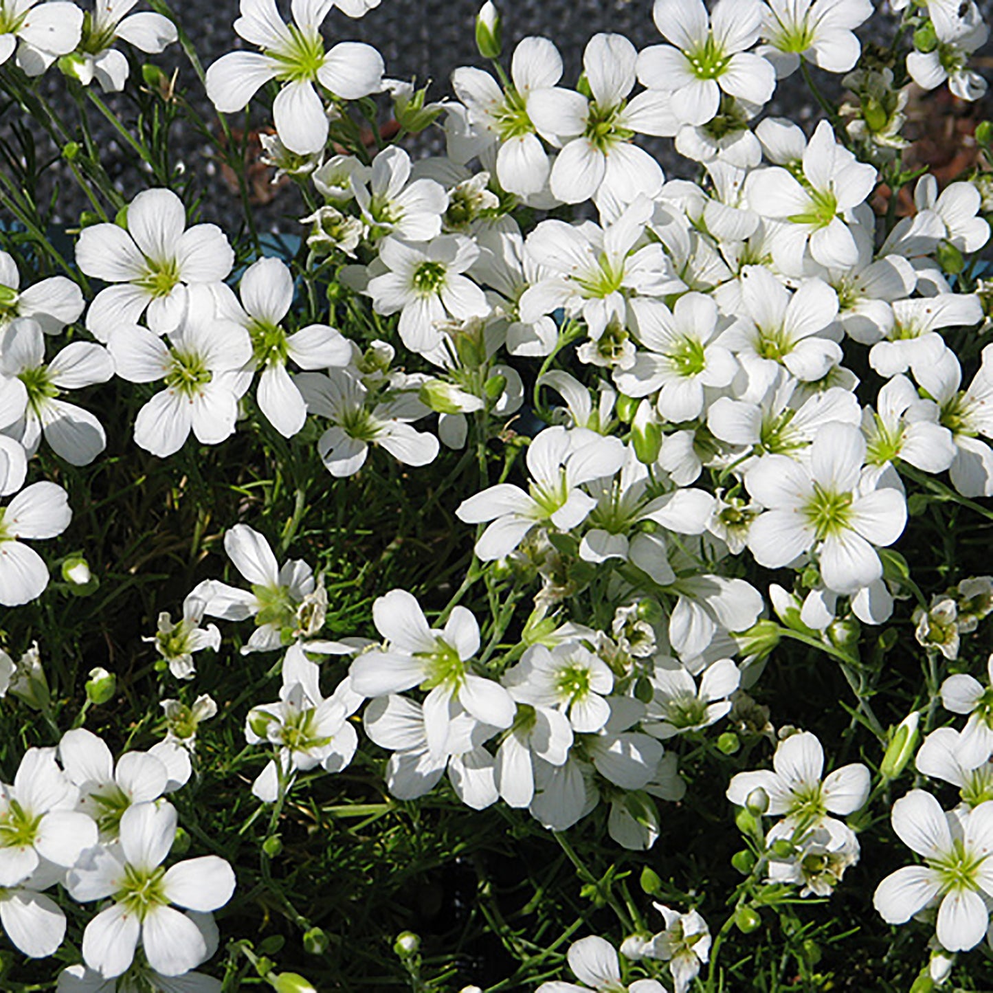 Mountain Sandwort
