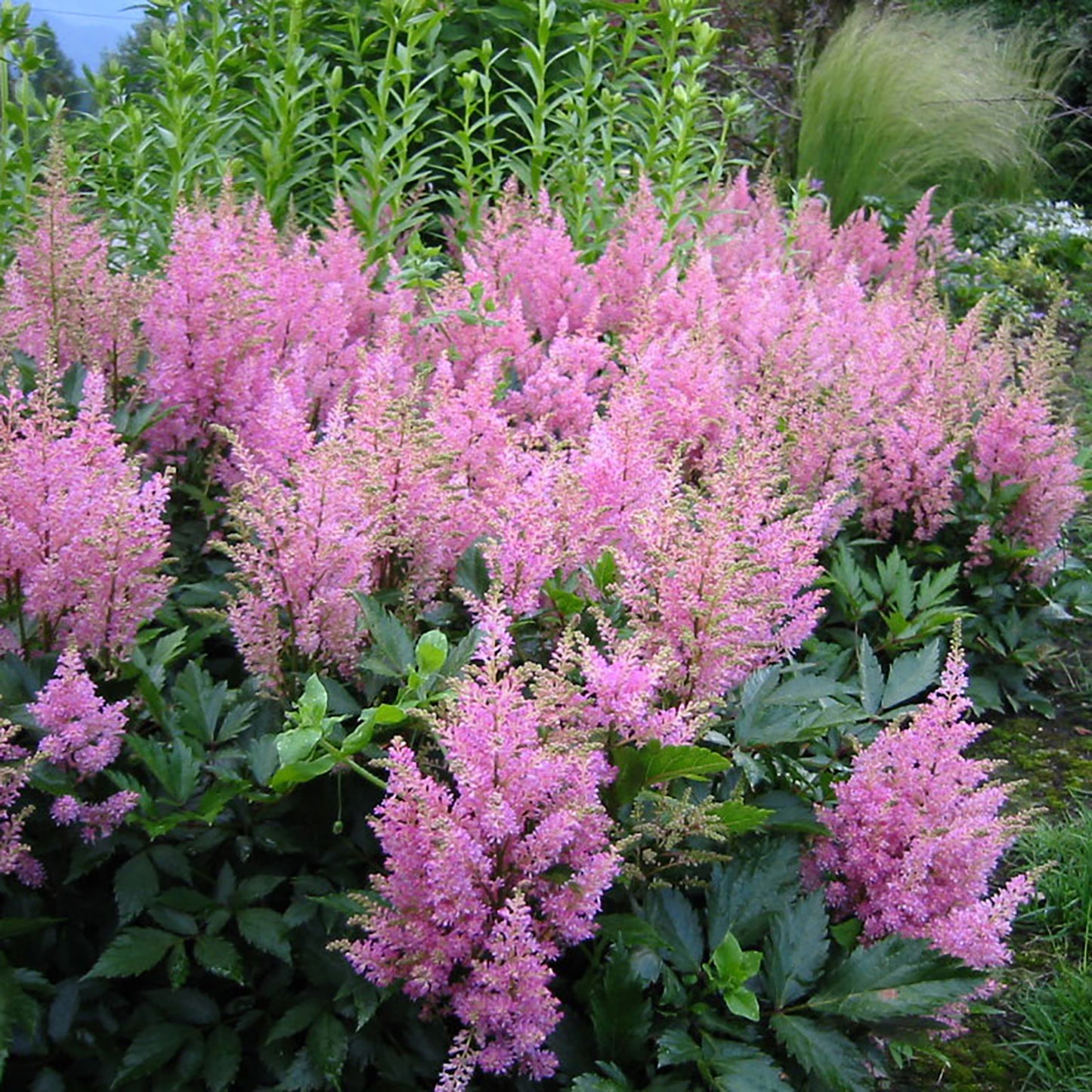 Visions in Pink False Spirea