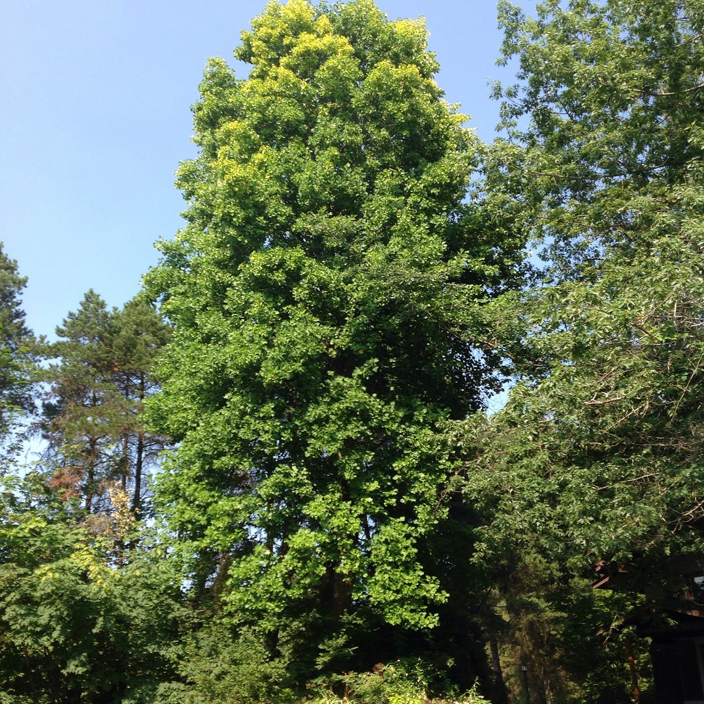 Tulip Tree