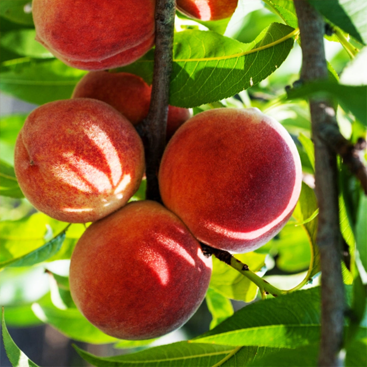 Red Haven Peach Tree