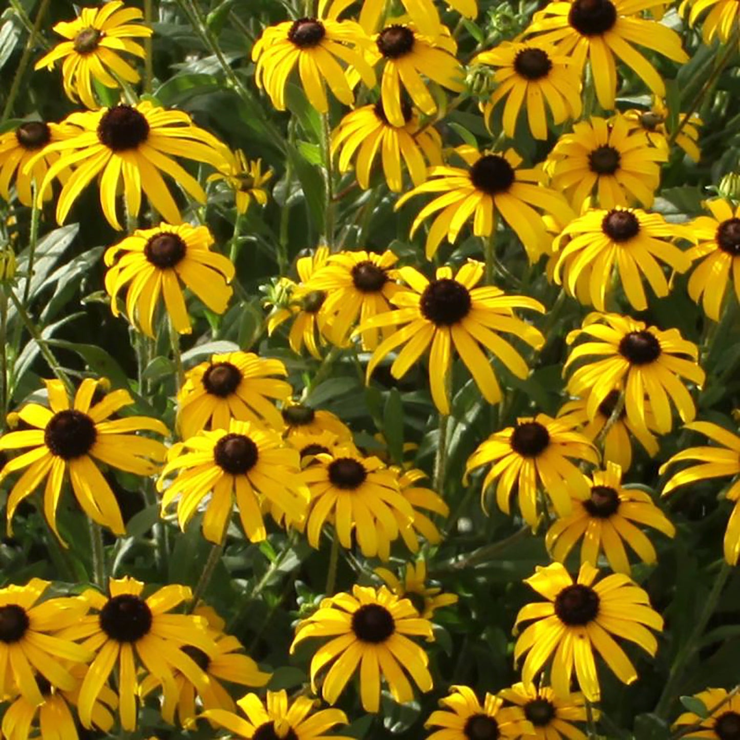 Black Eyed Susan